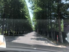 -东平国家森林公园