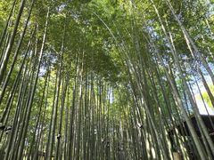 -宝岩生态观光园