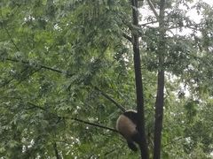 -成都大熊猫繁育研究基地
