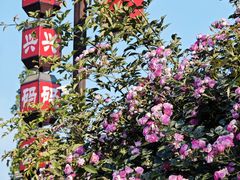 -台儿庄古城