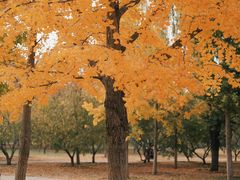 -永定河休闲森林公园