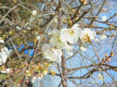 android_upload_pic-广州市流溪河国家森林公园