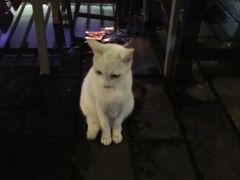 -爵士花园音乐酒吧餐厅