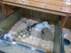 -上海大自然野生昆虫馆(东方明珠·爬宠昆虫探索中心)