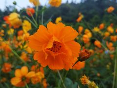 -顺峰山公园