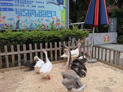 -广州长隆国际大马戏