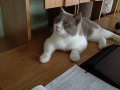 -这儿没有猫·猫咖萌宠馆·撸猫