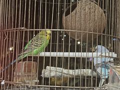 -哈哈曲艺社(西门闲亭店)