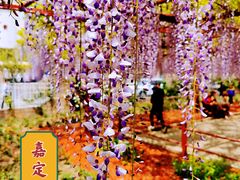 -嘉定紫藤园