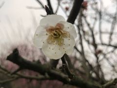 -香雪海