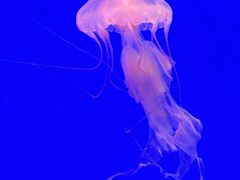 -上海海洋水族馆