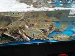 -盒马鲜生(曜一城店)