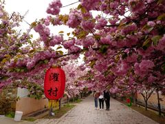 -莱阳濯村樱花园
