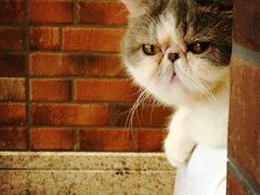 -more than meow吴止猫主题餐厅(承德 中船汇店)