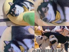 -逗柴咖啡屋·狗咖猫咖宠物桌游