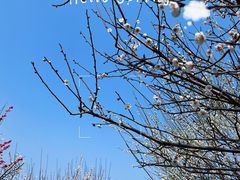 -香雪海