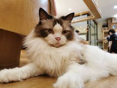 -滚猫咖啡·猫咖·猫友好撸猫(未来城店)