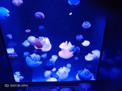 -成都浩海立方海洋公园