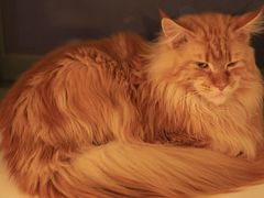 -猫腻·猫咖·撸猫馆(星光大道店)
