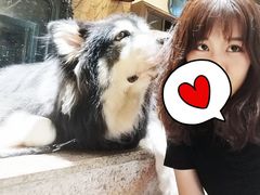 -more than meow吴止猫主题餐厅(承德 中船汇店)