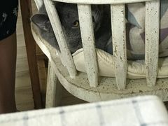 -海边的猫和咖啡馆