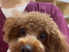 -瑞派康怡24h宠物医院·犬猫医疗中心·微创绝育(瑞景分院)