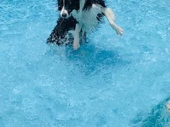 -汪说喵讲宠物乐园宠物酒店(红星美凯龙店)