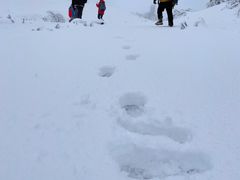 -武陵山森林公园