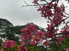 -中山市树木园