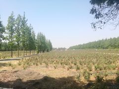 -上海长兴岛郊野公园