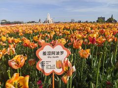 -荷兰花海