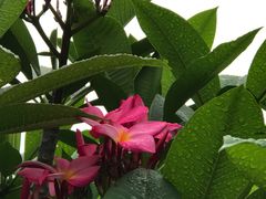 岛上花植-野狸岛
