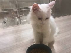 -飞行喵MR PILOT|猫舍·猫咖(静安大融城店)