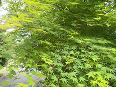 -东平国家森林公园