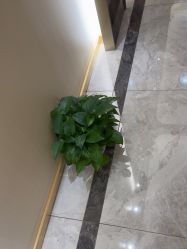 -雅曼妮spa美容养生