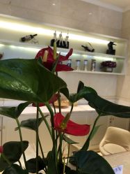 点击看大图 -昆明梦想医疗美容医院