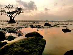 -宝安西湾红树林湿地公园