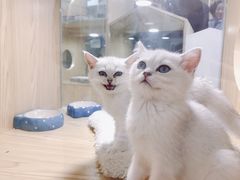 -屋虎猫馆(宝安大仟里店)