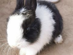 -前小桔亲子创意农场·草莓采摘·露营烧烤