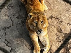 -西霞口神雕山野生动物世界