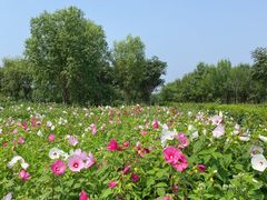 -西青郊野公园
