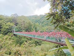 -西双版纳原始森林公园