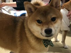 -逗柴咖啡屋·狗咖猫咖宠物桌游