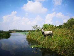-溱湖国家湿地公园