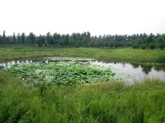 -东郊湿地公园