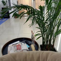 点击看大图 -Cream88颜皮肤管理中心