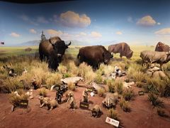 -陕西自然博物馆