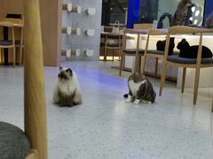 大堂-喵园·猫主题咖啡厅·撸猫·猫咖(国贸店)