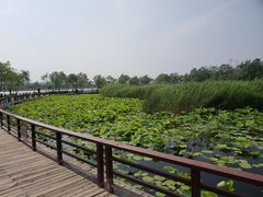 -绿堤公园