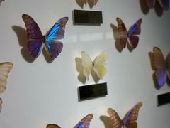 -上海昆虫博物馆